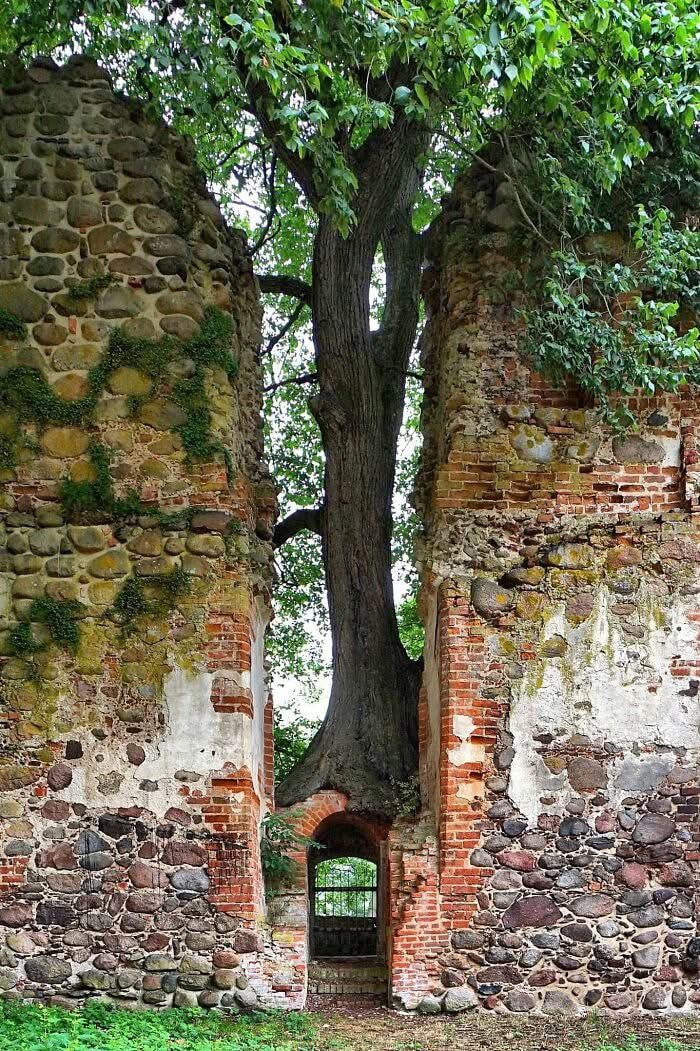 “ THE GATE KEEPER “ 🌳
The Abandoned Putzar Castle In Germany. 

Humans often build roads &amp; even entire cities at the expense of the environment. But nature isn't planning on giving up. 
She will always be determined &amp; persevere 💚

#ThickTrunkTuesday 🌳