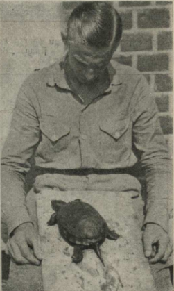 "Imantieša no dienvidiem pārvestais bruņurupucis, tagad jau vairāk gadus brīvā dabā dzīvo Cēsu "Putrās"."

/Atpūta, 28.08.1925