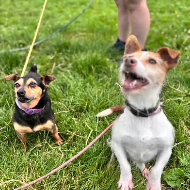 Penny2449's tweet image. #rehomehour 
Toby and Coco 7 yr old JRT&apos;s looking for a home 
together, they are dog friendly, travels/walks well, both 
love a cuddle, need a quiet home with no young kids, 
more info/adopt them from @WWPdogs UK