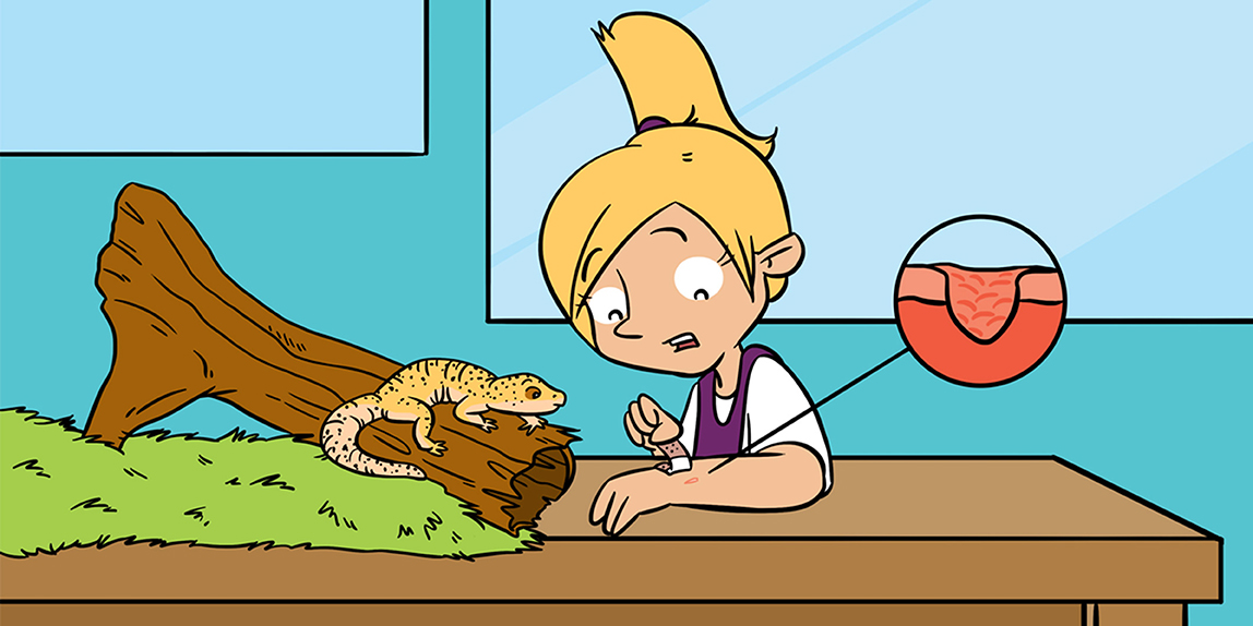 🔬מדע ביום ראשון
בקרב יונקים, פגיעה מוחית לרוב בלתי הפיכה.
אבל לטאות שומרות על תאי גזע פעילים גם בבגרות –
ויכולות לחדש נוירונים שנפגעו ולשלוח אותם לאזור הנכון במוח.
קריאה מותאמת לצעירים: bit.ly/3HiiwCk