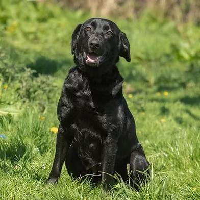 Penny2449's tweet image. #rehomehour 
Jasmine 2-3 yr old Lab, found as stray, she&apos;s friendly 
with people but not keen on dogs so needs to be only 
pet, strong on lead, best on halti, needs training 
continued, loves a ball, can live with older kids in 
active home, more info/adopt her from @WWPdogs UK