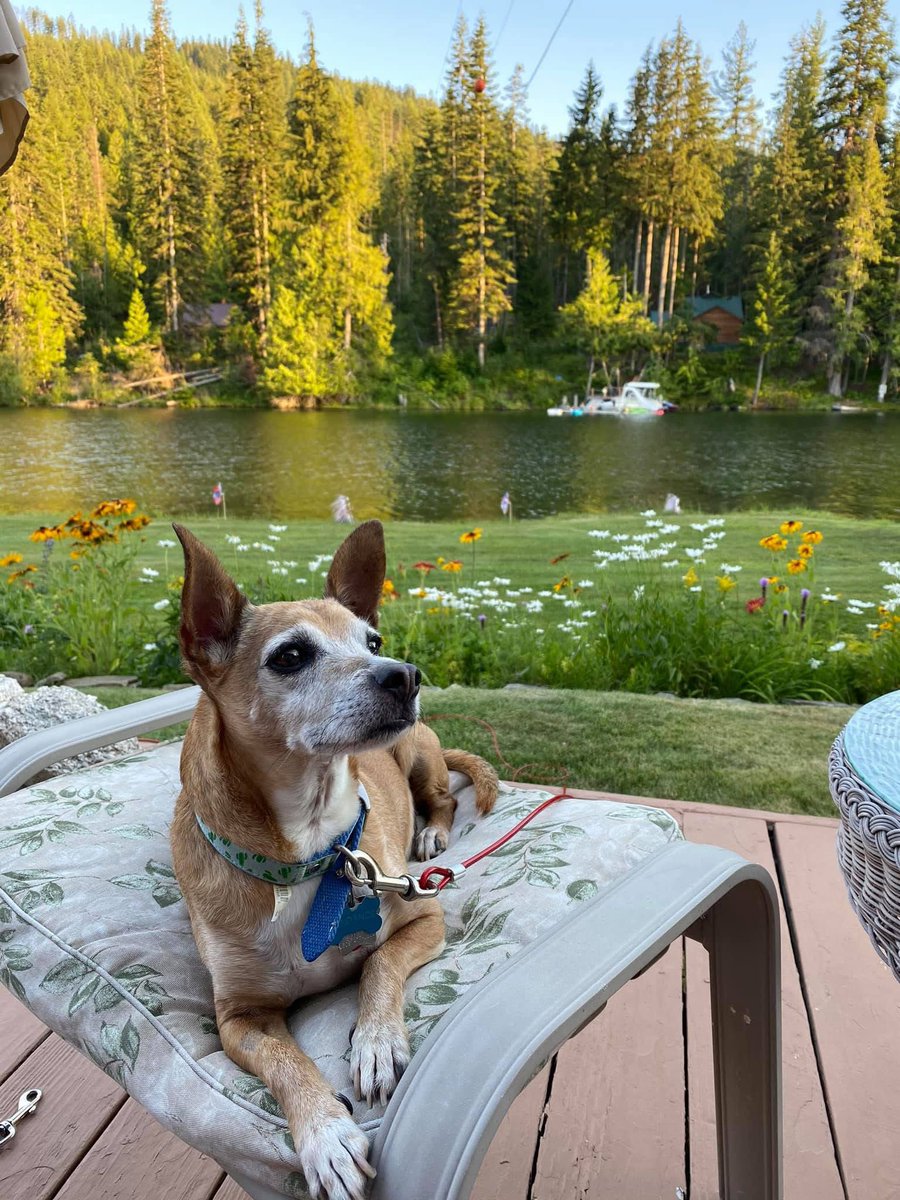 No amount of time can erase the memory of a great dog.