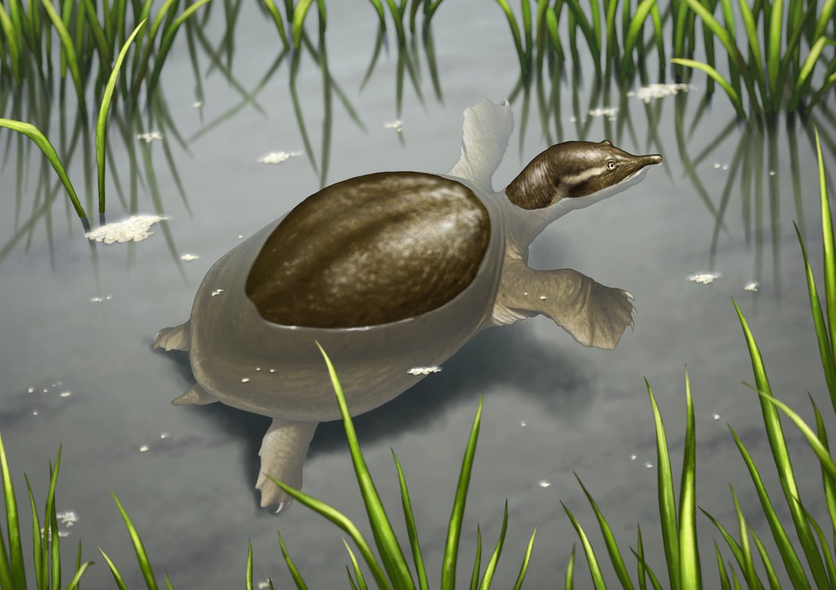 1500만 년 전 한반도에서 살았던 자라
펠로디스쿠스(Pelodiscus) 복원도 제작했습니다🐢