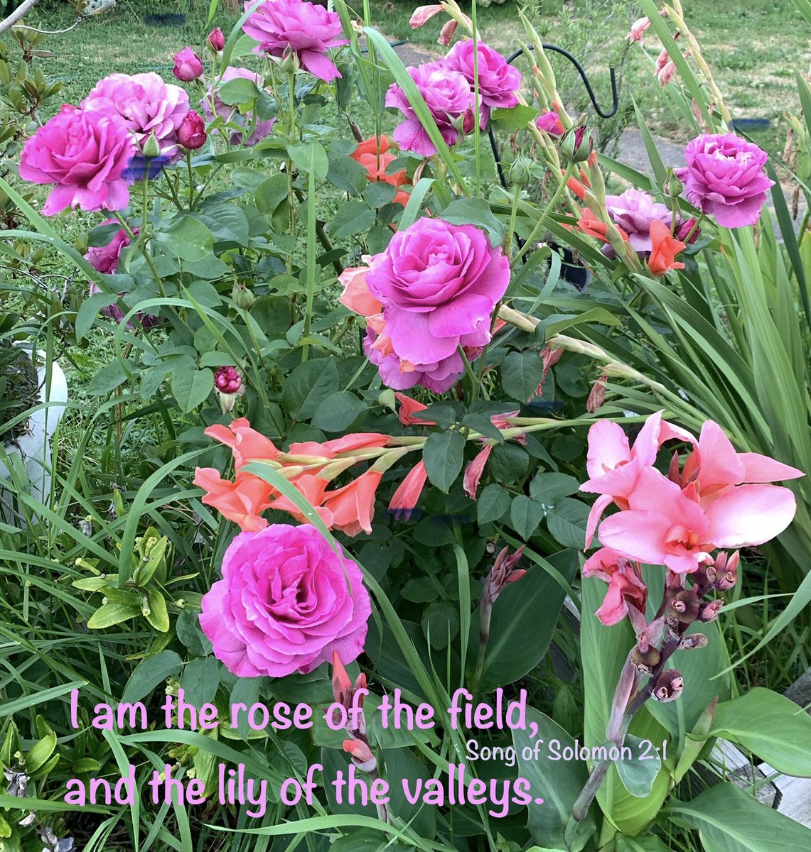 MommaBear96 (@bear96momma) on Twitter photo As this day closes, I thought I would share a picture of some of my flowers (taken today).
“ But unto you that fear my name, shall the sun of righteousness arise, and health shall be under his wings …” Malachi 4:2 GNV
<a href="/huntist2/">🇺🇸huntist🔥</a> <a href="/salty_fireman/">Salty Fireman</a> <a href="/13thKai/">13thKai #𝘾𝙤𝙢𝙧𝙖𝙙𝙚𝙇𝙤𝙠𝙞</a> <a href="/Sarina01Ma/">Sarina01</a> As this day closes, I thought I would share a picture of some of my flowers (taken today).
“ But unto you that fear my name, shall the sun of righteousness arise, and health shall be under his wings …” Malachi 4:2 GNV
<a href="/huntist2/">🇺🇸huntist🔥</a> <a href="/salty_fireman/">Salty Fireman</a> <a href="/13thKai/">13thKai #𝘾𝙤𝙢𝙧𝙖𝙙𝙚𝙇𝙤𝙠𝙞</a> <a href="/Sarina01Ma/">Sarina01</a>