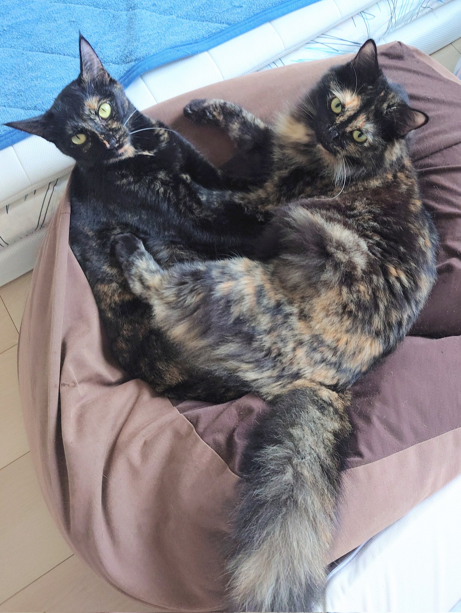 真は錆猫が好き dDDjENs9_200x200.jpg