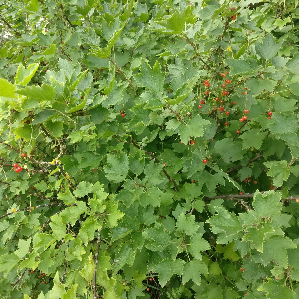 Helkky Hakamaa tweet media