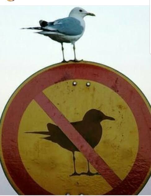 Biocell tweet media
