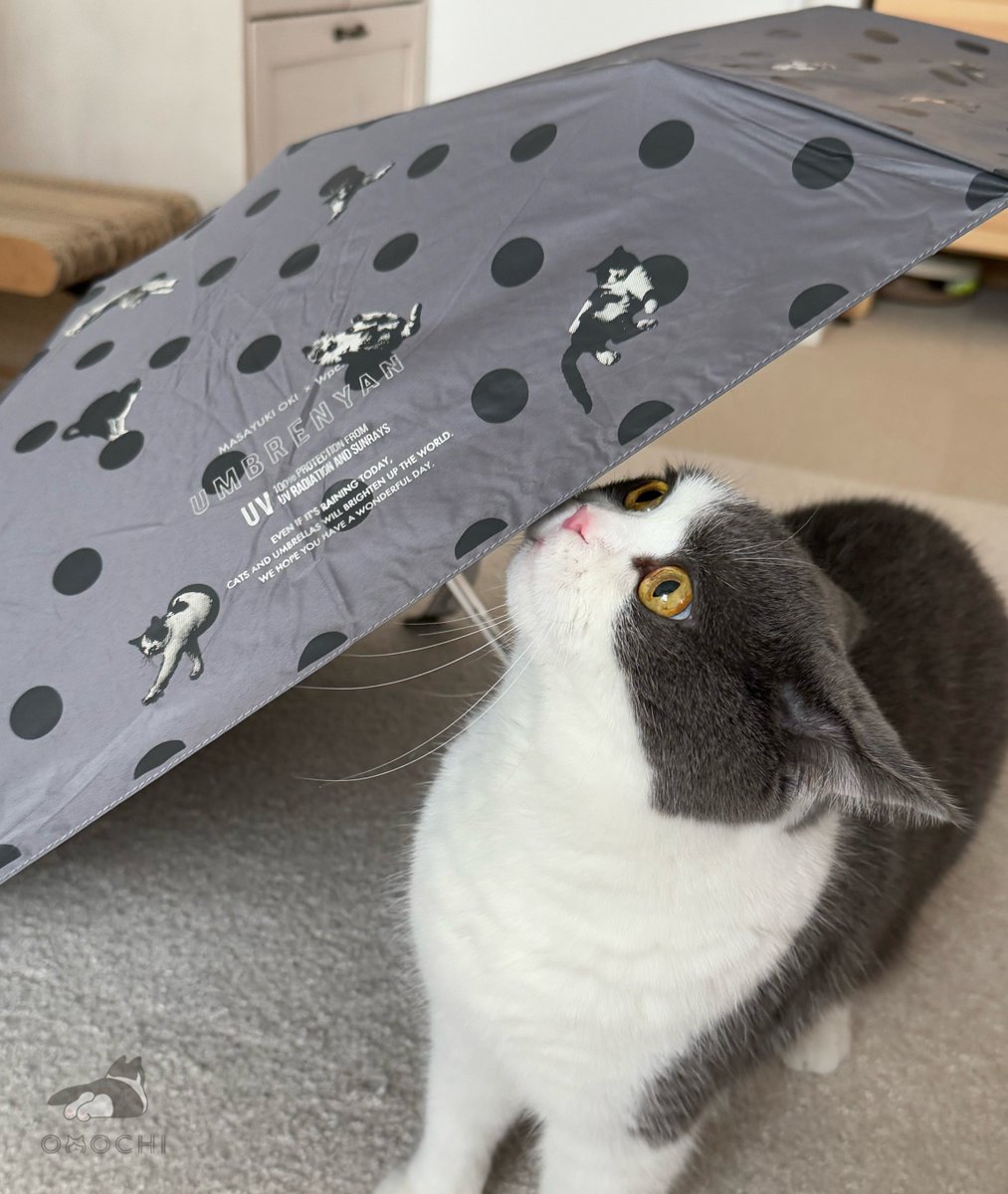 おもちねこページ50個 4991733094106.jpg