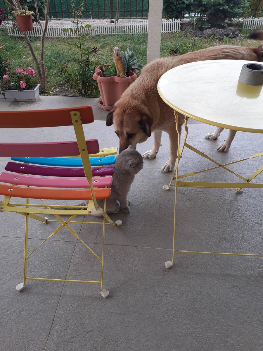 Günaydın ☕🌸
Bir dedikodu bir dedikodu sabah sabah, sahte diplomalardan başladılar 🐈🐕