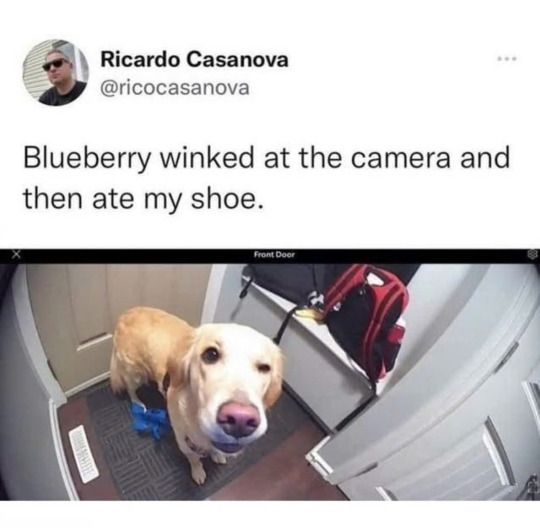 out of context dogs (@contextdogs) on Twitter photo 