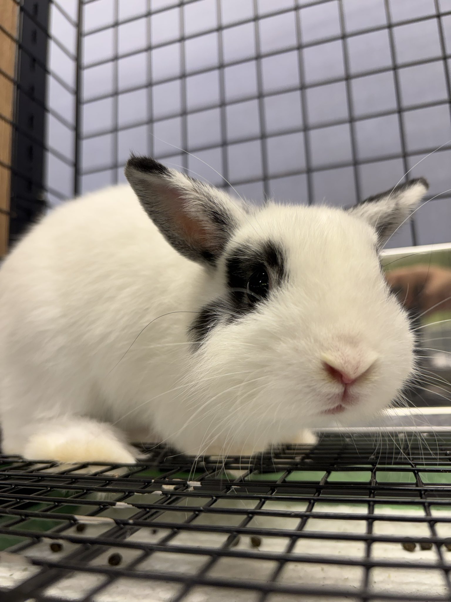 ぱんだうさぎhirokopon 3581 うさぎ 白黒：おもちゃ：百町森