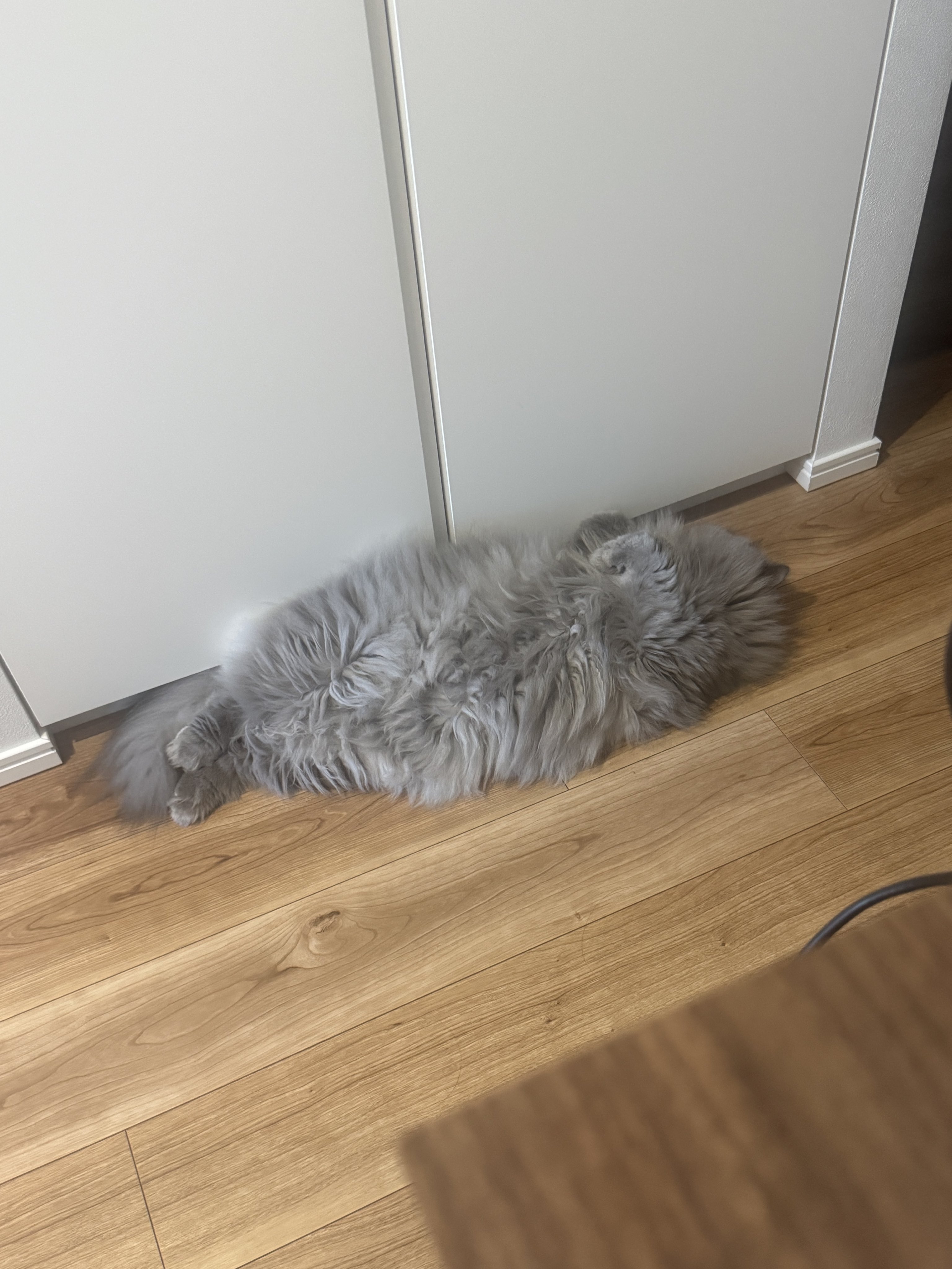 3ニャンズママ This cat loves his mom so much it's irresistible 🐾 - YouTube