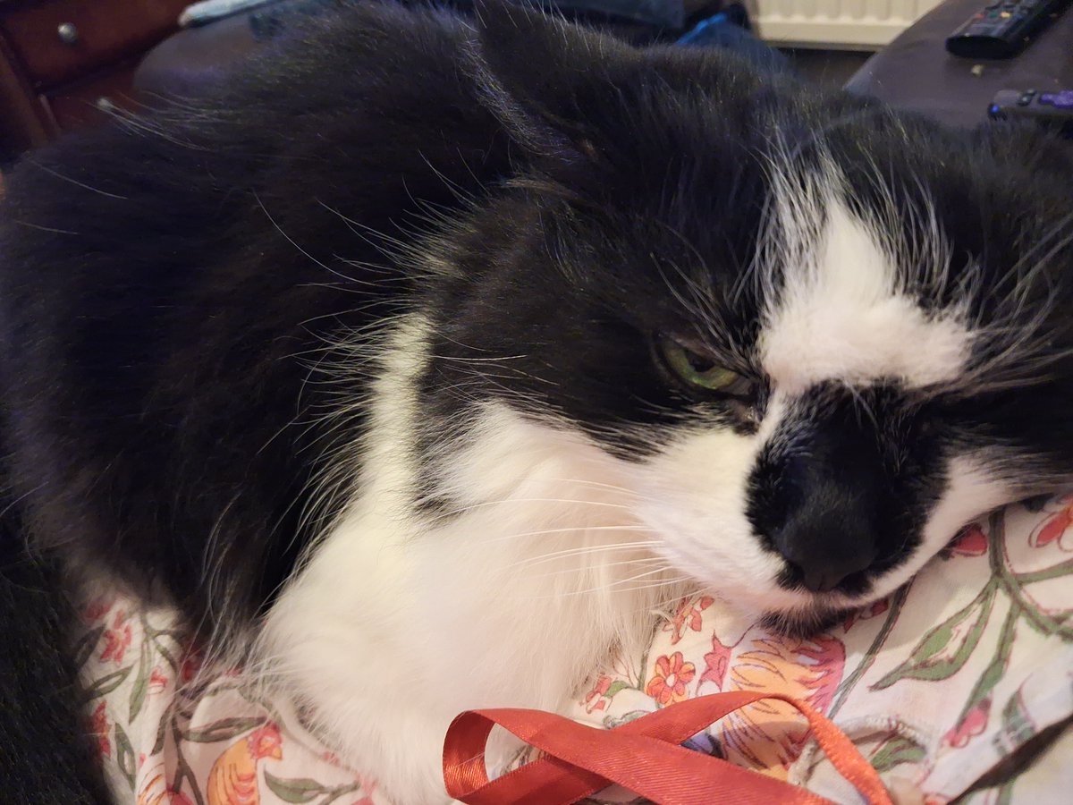 Here's Minnie-paws having a snuggle. But this calm, happy cat is not the cat that came to me 10 years ago.

She'd been passed on when her family got a new baby and a new dog, but made her way back to her old house. Unfortunately her humans had moved and she ended up on a building