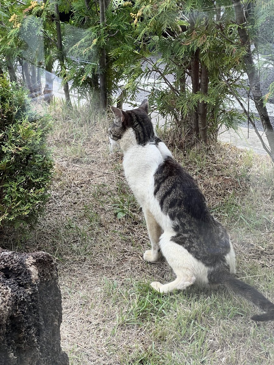 브런치 먹다가 냥냥이 옴 🍽️🐾