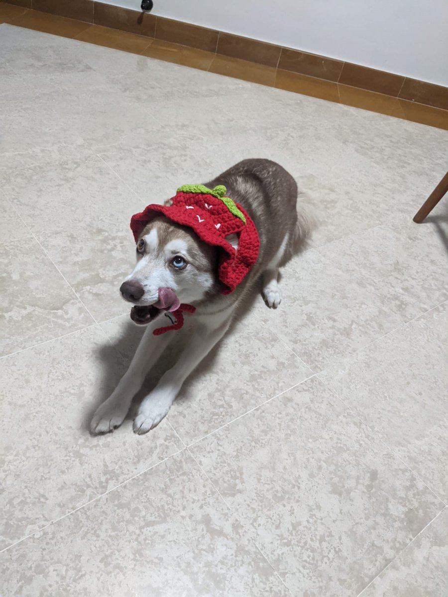 A brief dog break ft. matching knitted hats