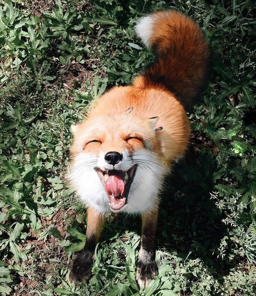 Fox hub (@anima1slove) on Twitter photo 