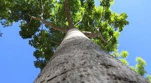 Bwindi's ancient forest is home to 163 tree species! Walk under giant mahoganies and discover rare plants. It's like stepping back in time! Learn more about Bwindi's flora at bwindiforestnationalparkuganda.com   #bwindiimpenetrablepark
#bwindinationalpark
#bwindipark