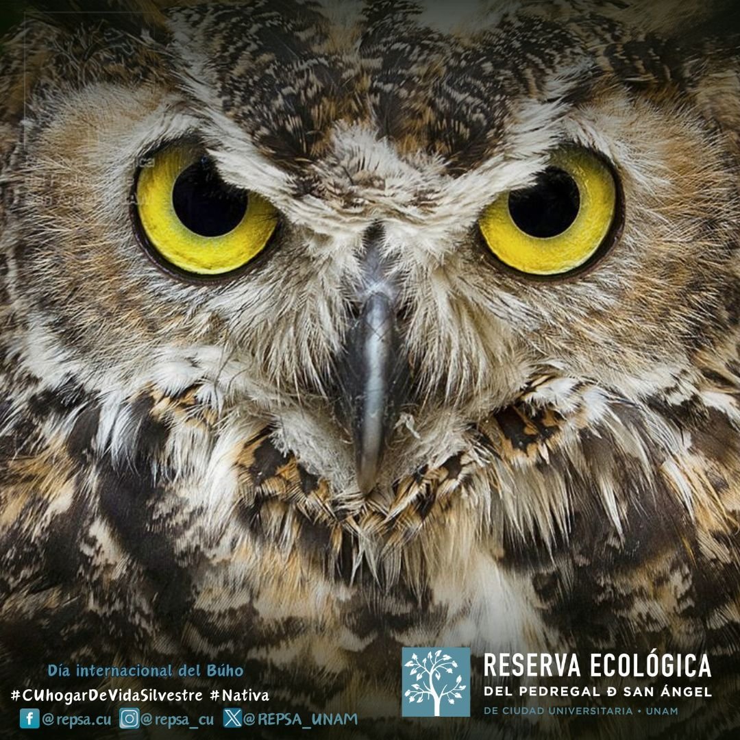 Excelente inicio de semana 🦉les deseamos con 👉🏽 este Búho cornudo americano (Bubo virginianus): ✨ bit.ly/45BvMs9

En este 'Día internacional del Búho' 🪶
 #CUhogarDeVidaSilvestre #Nativa

 📷 Ahmed Aragón