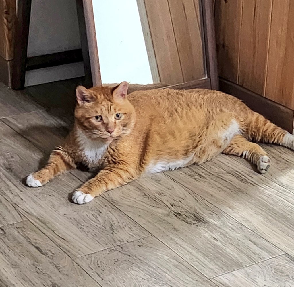 DB_ORGdd's tweet image. 돌봐주던 길냥이가 너무 아파서 잠시 치료해주려고 임보중인데 일주일만에 뽀송깨끗큐트캣이 됨.....ㅠㅠㅠ 누군가 입양하면 참 좋을텐데 내가 해줄수있는건 병원가고 약먹이는것뿐이구나...미안해...