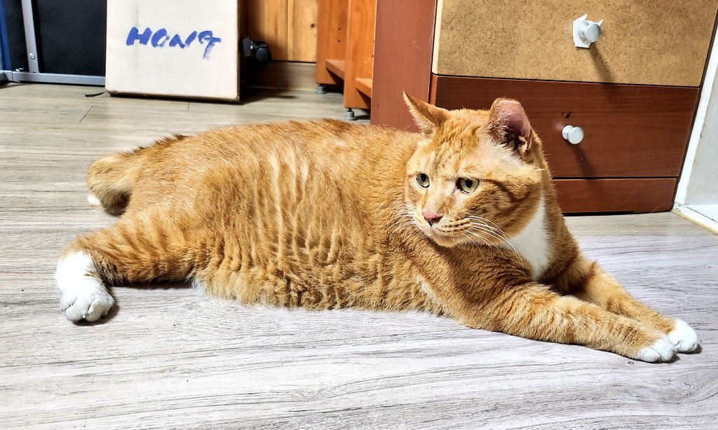 DB_ORGdd's tweet image. 돌봐주던 길냥이가 너무 아파서 잠시 치료해주려고 임보중인데 일주일만에 뽀송깨끗큐트캣이 됨.....ㅠㅠㅠ 누군가 입양하면 참 좋을텐데 내가 해줄수있는건 병원가고 약먹이는것뿐이구나...미안해...