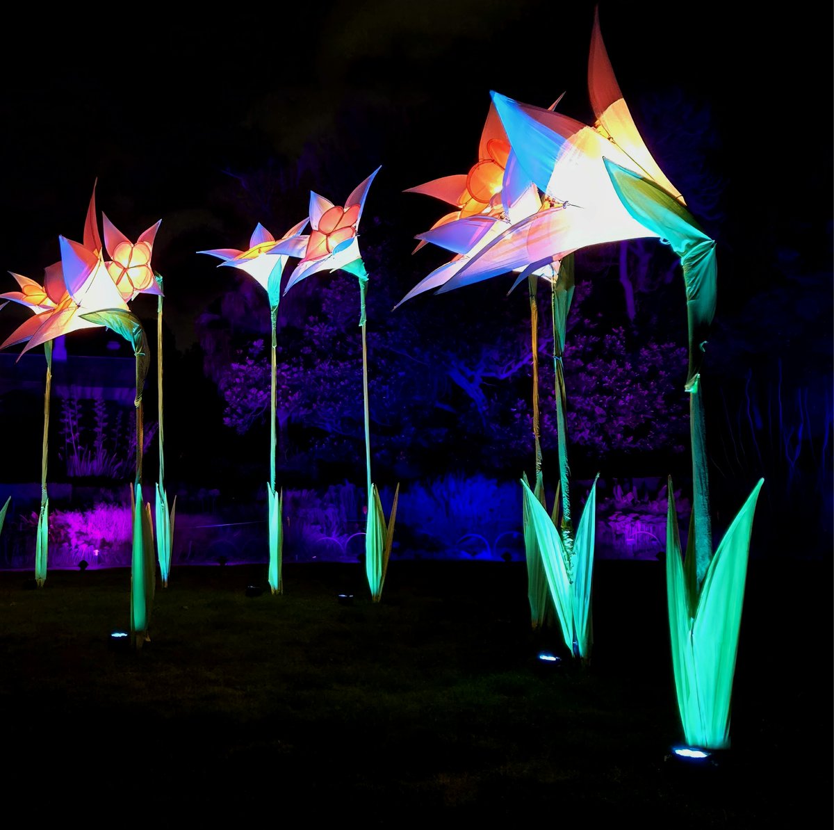 Good morning Tuesday! ☕️🫶

My latest mint on <a href="/SkurpySocial/">Skurpy</a> has dropped!

Come with me on this magical journey and discover Lightscape 2025 in Melbourne! 🪄🪄

"Petals of the Night"
OE for 7 days
3.5 Tez