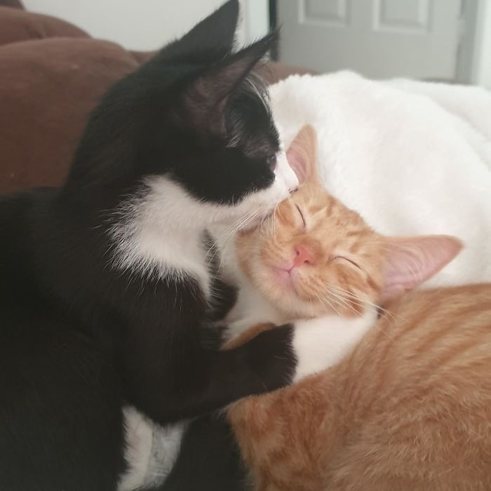 Punch Cat (@punchingcat) on Twitter photo 