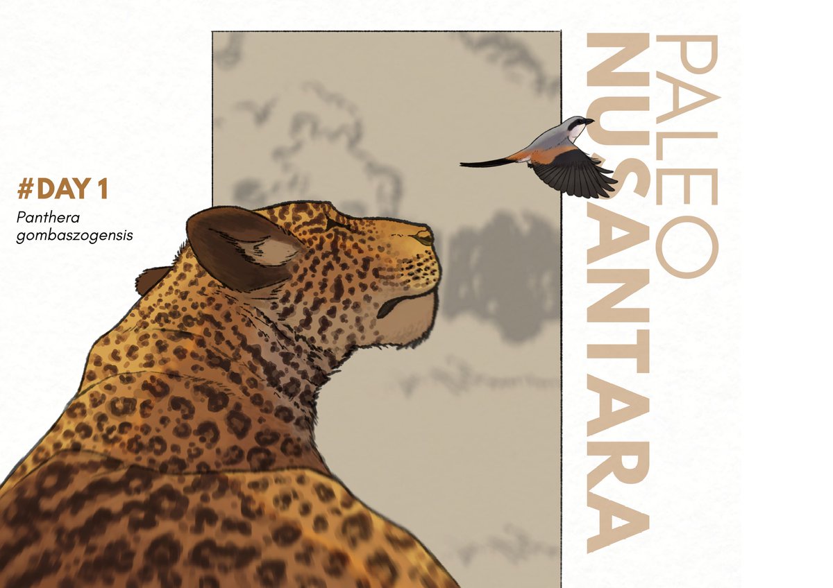 When Silence Watches
Panthera gombaszogensis rest beneath the ancient sky, watching a long-tailed shrike dart away in fear, not out of hunger, but quiet curiosity. In this still moment, even a predator pauses, not to chase, but to simply exist.
#paleonusantara3 #paleoart #artwork