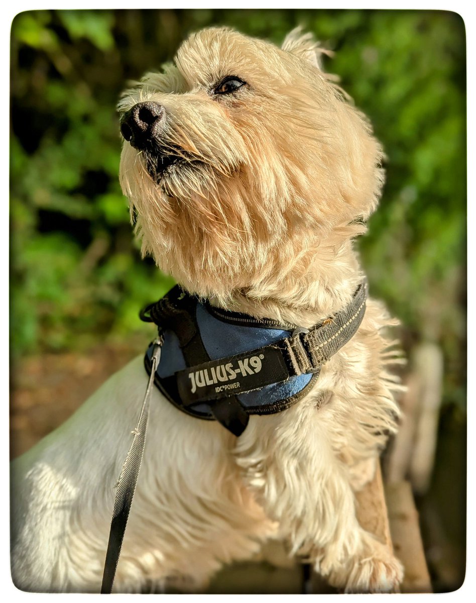 #Summer walks 
Squirrels in the trees ♡
Blackbirds singing 
The moorhen family out 
Parents, their first born &amp; little ones 
Their sounds were lovely 
3 different sounds 🤗
Things that make me happy 💛
#Gentleness 🩵
#Ready4Freddie 💚🐶 
#KeepGoing x⛅