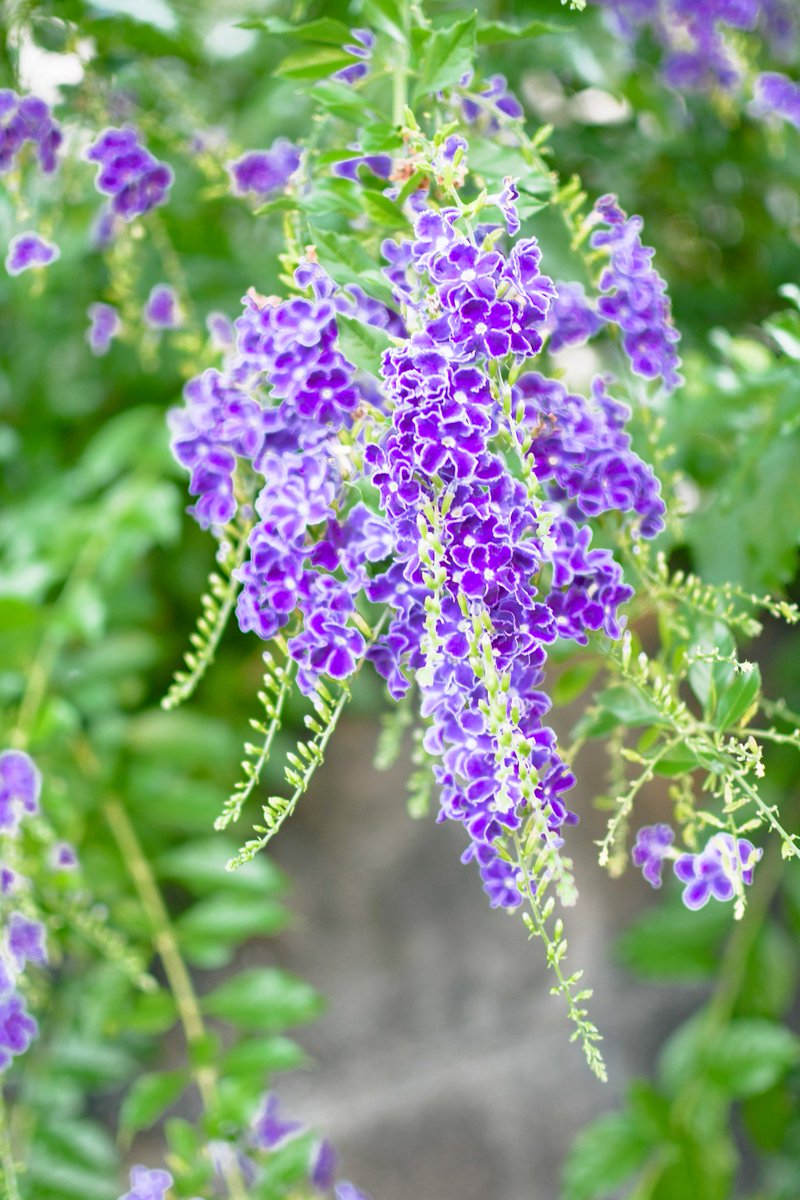 ꙳.☽⋆˚.*𖡼.𖤣𖥧𖡼.𖤣𖥧

傷ついた心の内は
言葉にするのも辛い
話す事でもう一度
傷つくことになります

例えこの人になら
打ち明けられると思ってもです
だから言わなくてもいい

だけど一生一度でもいい
心を開いてほしい
あなたを心の闇から救うのは
誰でもない
あなたの勇気なんです

#photo