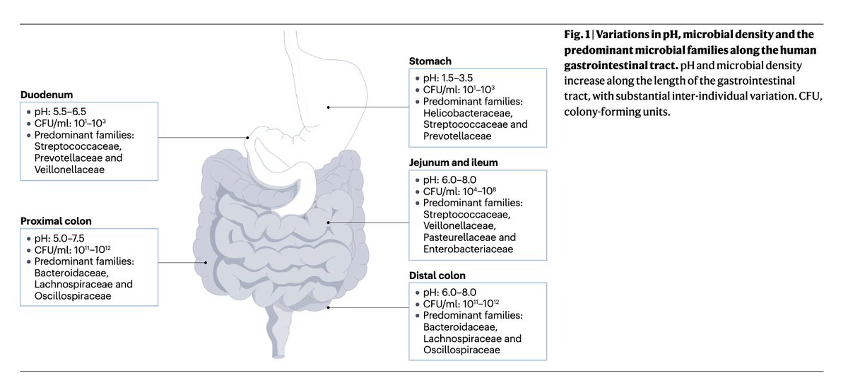 GutMicrobiota Health (@gmfhx) on Twitter photo Are you looking for a summer read?
Determinants of pH along the human gastrointestinal tract with a special focus on the contribution of gut microbes <a href="/SINHA_ANURAG1/">ANURAG SINHA</a>, <a href="/MartinF_Laursen/">Martin Frederik Laursen</a>, <a href="/RaesLab/">RaesLab</a>, <a href="/ruvaur/">Ruben VU</a>, <a href="/JensWalter15/">Jens Walter</a> & <a href="/HRoager/">Henrik M. Roager</a>
<a href="/NatRevGastroHep/">Nature Reviews Gastroenterology & Hepatology</a>
loom.ly/EF0RLr4 Are you looking for a summer read?
Determinants of pH along the human gastrointestinal tract with a special focus on the contribution of gut microbes <a href="/SINHA_ANURAG1/">ANURAG SINHA</a>, <a href="/MartinF_Laursen/">Martin Frederik Laursen</a>, <a href="/RaesLab/">RaesLab</a>, <a href="/ruvaur/">Ruben VU</a>, <a href="/JensWalter15/">Jens Walter</a> & <a href="/HRoager/">Henrik M. Roager</a>
<a href="/NatRevGastroHep/">Nature Reviews Gastroenterology & Hepatology</a>
loom.ly/EF0RLr4