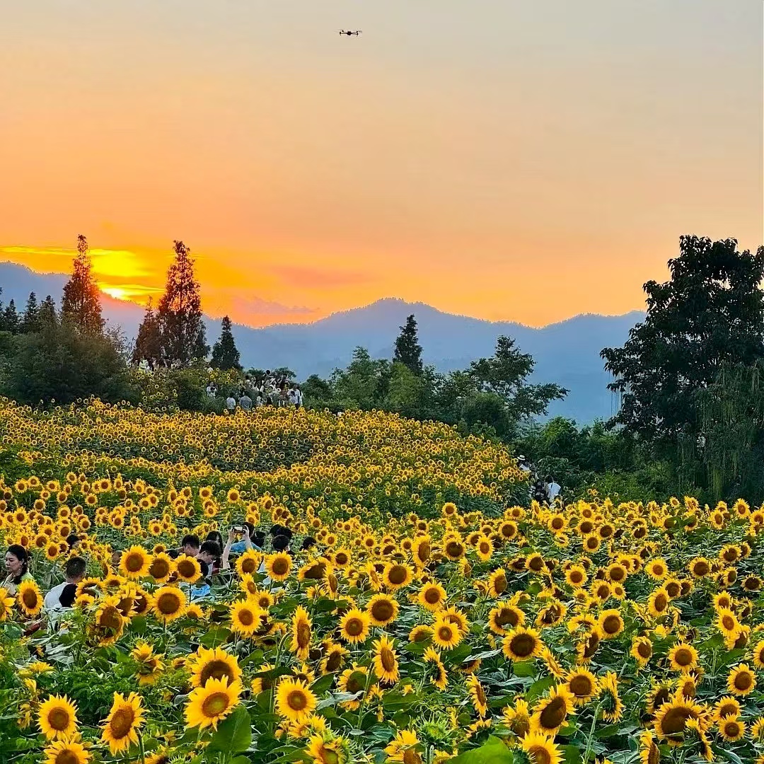 Big Data Expo, China (@bigdata_china) on Twitter photo 🌻Sunflower fields have formed a dazzling "golden ocean" that feels like stepping into a painting. #VisitGuiyang 🌻Sunflower fields have formed a dazzling "golden ocean" that feels like stepping into a painting. #VisitGuiyang
