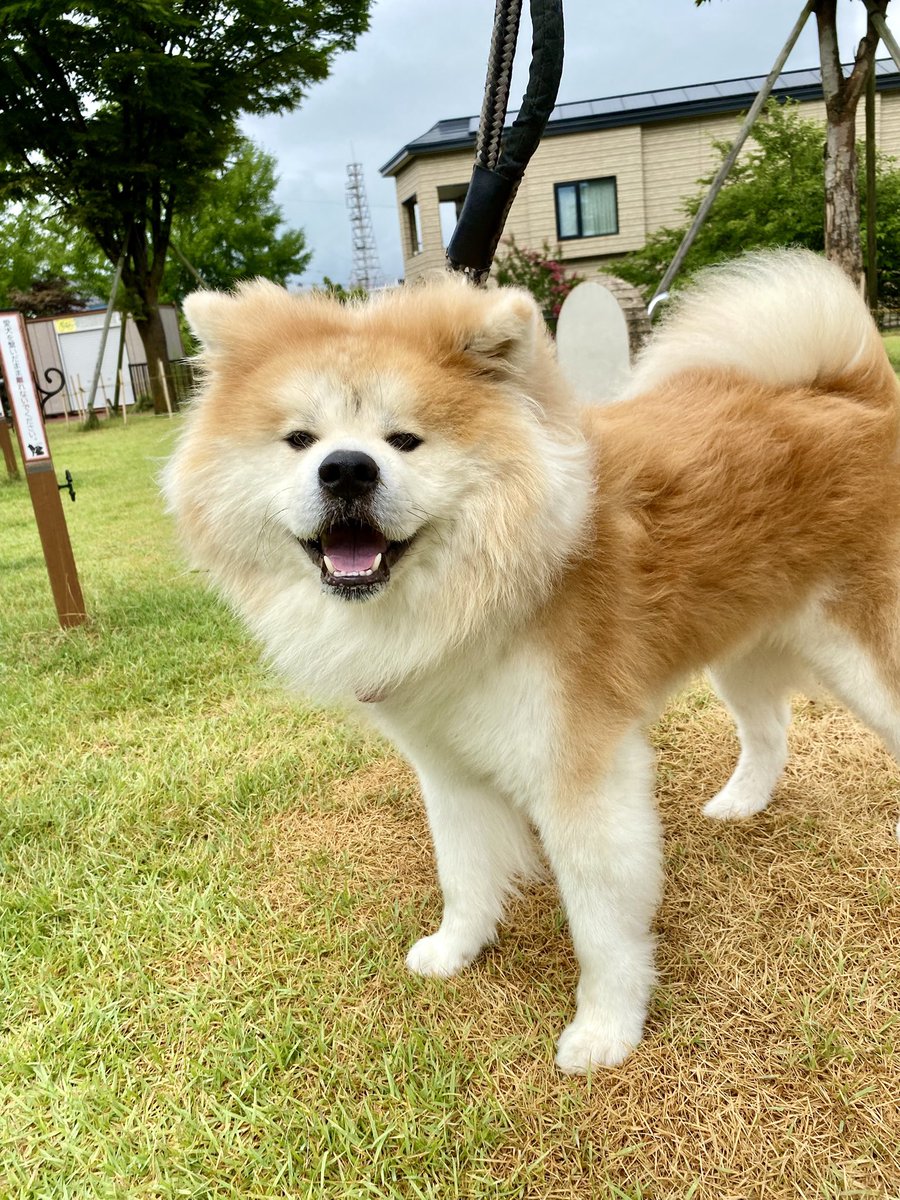 リサラーソン限定秋田犬Akitainu Lisalarsonハチ公hachi リサラーソン限定秋田犬Akitainu Lisalarsonハチ公hachi