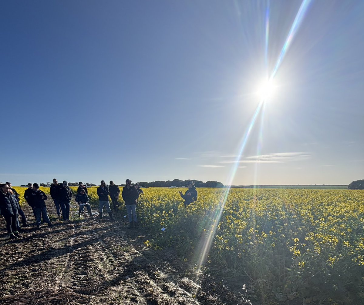 Beautiful sunny morning at Dalyup @CultivateRS trial to talk all things canola and to remind the industry #Regiment XC on of the BEST performing canola varieties on the market 😎 ADFH! 🤛<a href="/PacificSeeds/">Pacific Seeds</a> <a href="/CaptainCanola/">Justin Kudnig</a> <a href="/AgingAgro/">Andrew Heinrich</a>  
Thank you @CultivateRS team!