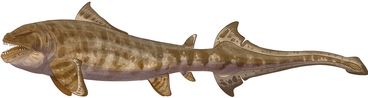 The eelacanth, one of the top order carnivores of the Mediatic ocean