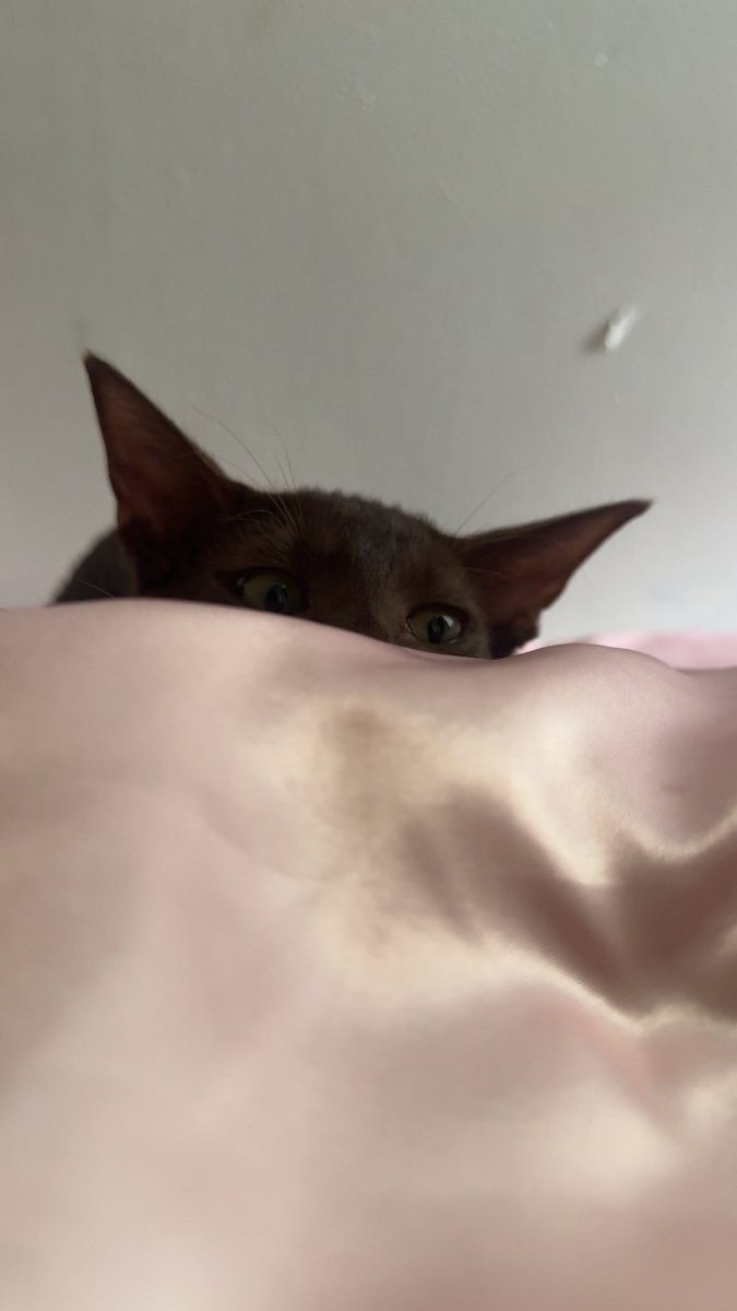 whitefangs624's tweet photo. i hope i come back as a cat in my next life•_• https://t.co/EDNN4CUI7m