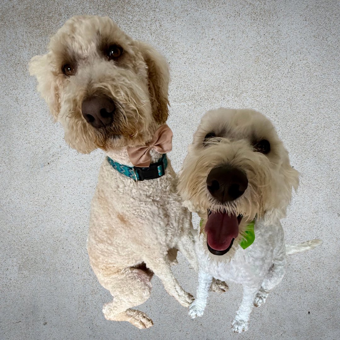 Natinsurbroker's tweet image. Groomer said ‘short back and sides’… we said ‘make us irresistible’. Mission accomplished. 🐶 ❤️
#dogsoftwitter #spaday #groodles