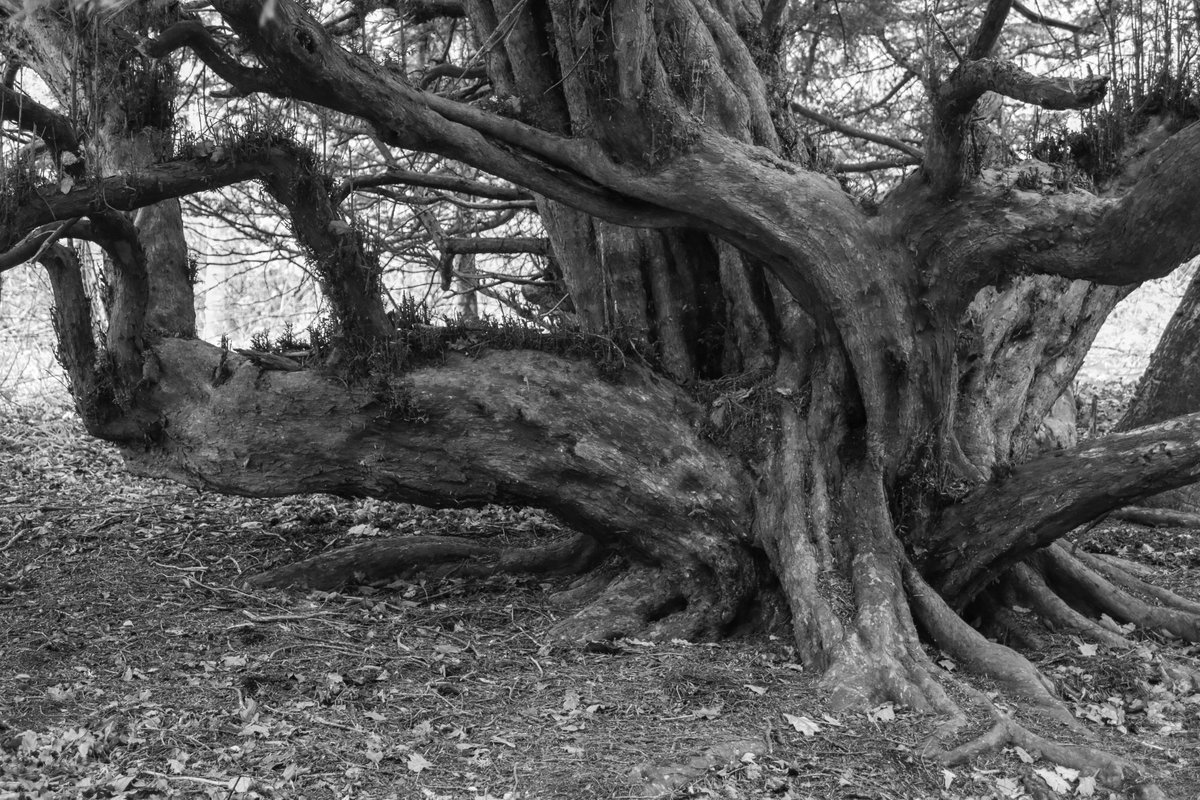 Yew, Roslin Glen #thicktrunktuesday