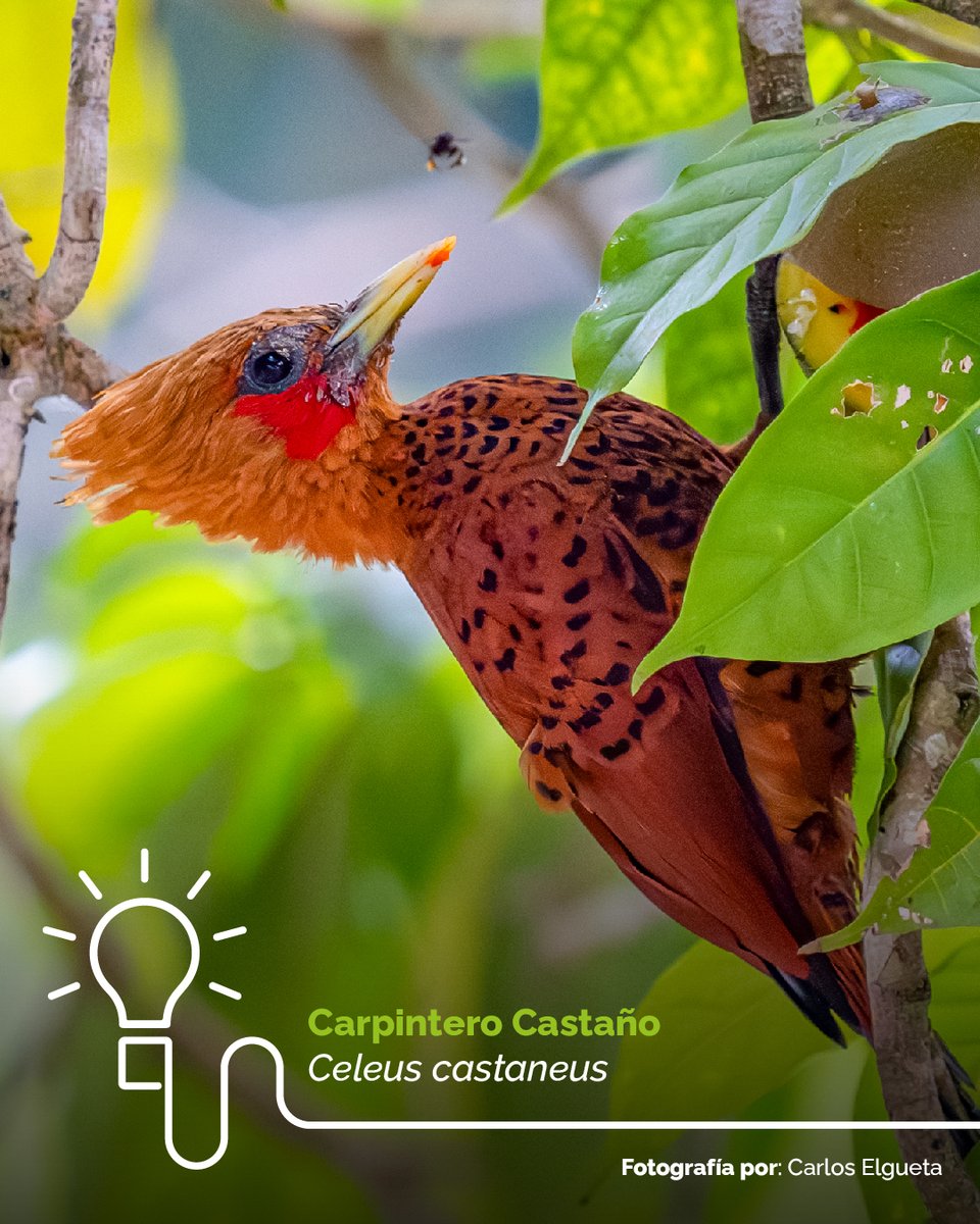 FMesoamerica's tweet photo. 🌳✨ El Chestnut-colored Woodpecker, Celeus castaneus, cuyo nombre científico hace alusión a su distintivo color castaño, habita los bosques desde México hasta Panamá, especialmente en la vertiente caribeña. Suele moverse entre el dosel y subdosel del bosque. ¿Ya lo conocías? 👀 https://t.co/t6qeeTT9Ep