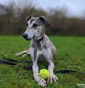 Penny2449's tweet image. #rehomehour
Merlin 4 yr old Saluki cross, he&apos;s everyone&apos;s friend and 
good with other dogs but won&apos;t be rehomed with small 
dogs/cats etc, can live with older children, does get 
excited/bouncy on lead which is being worked on, 
more info/adopt him from @WWPdogs UK
