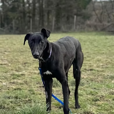 Penny2449's tweet image. #rehomehour 
Seth 1 yr old Sighthound, he adores everyone, is dog 
friendly but can run over dogs during zoomies, no 
malice in him, walks/travels well, ok with kids 6+ more 
info/adopt him from @WWPdogs UK