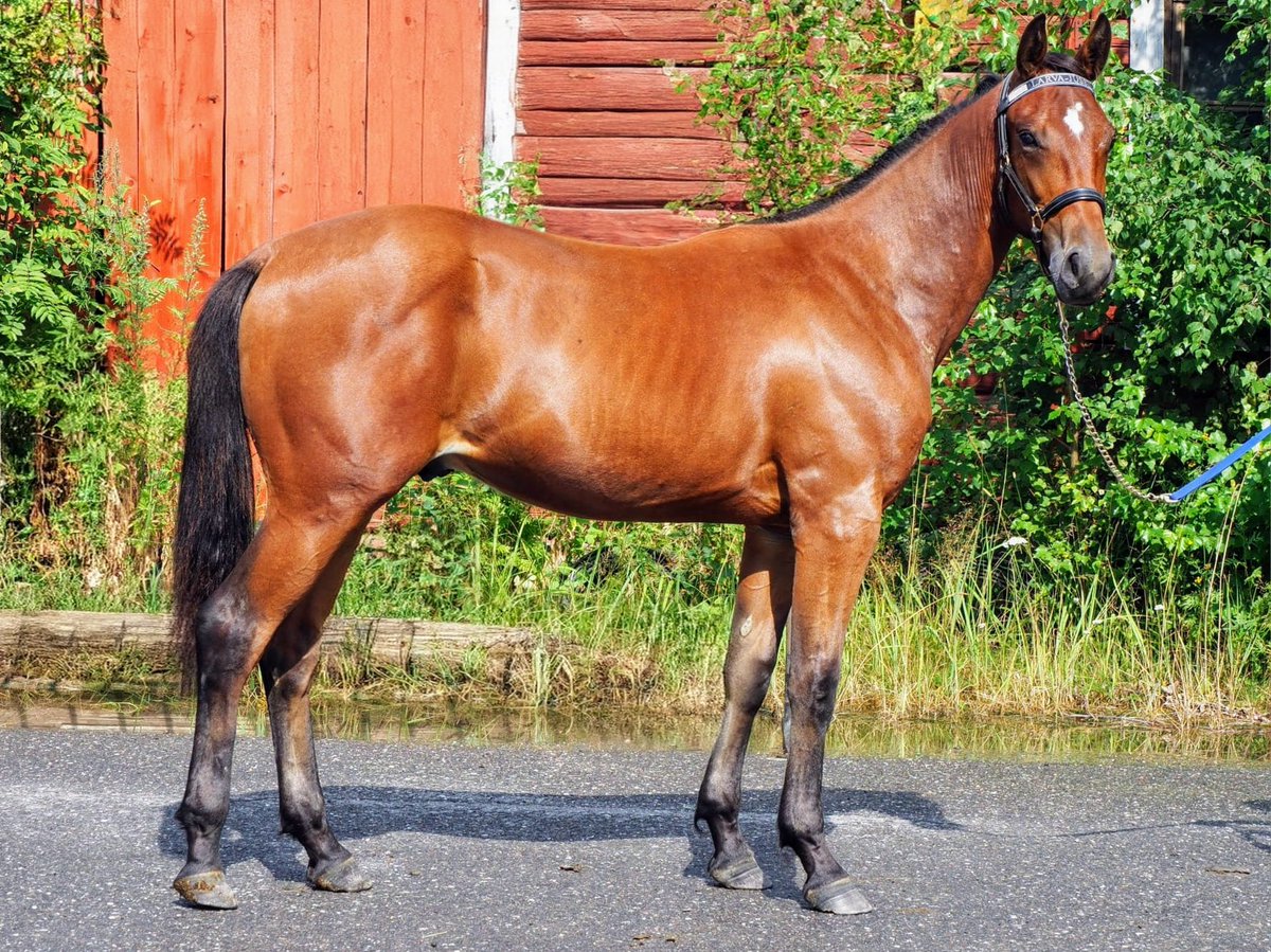 Kalle Kranaatin esikoulu alkoi... #grenadeswamp #ravit #calgarygames #zorakemp #scuderiabombaamano