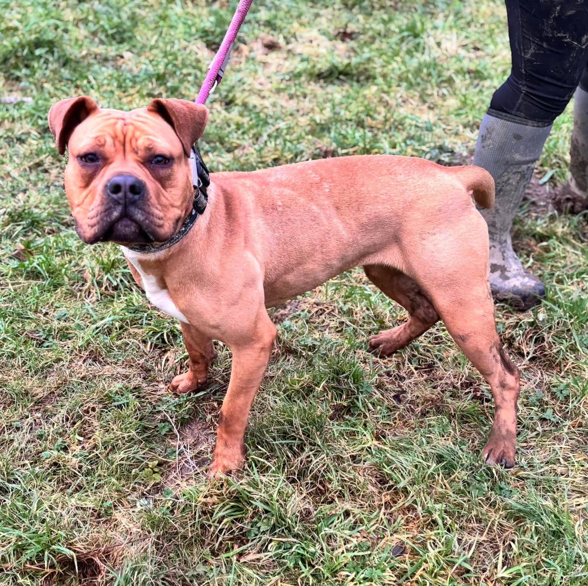 Penny2449's tweet image. #rehomehour
Hollie 1 yr old Mastiff cross, unclaimed stray, 
will be med/large size, she&apos;s all about fun and loves 
everyone, needs training but quick to learn, dog 
friendly but needs to learn manners, fine with teens, 
more info/adopt her from @WWPdogs U