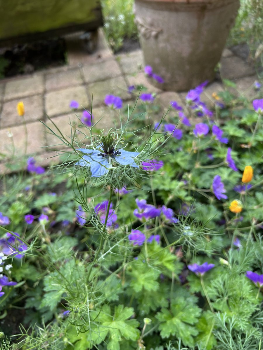 Gerrit De Bruijn. (@gerritbruijn) on Twitter photo Goedemorgen luitjes allemaal een fijne dag. Blijf gezond 🙏🏻Aan de voorkant v het huis mengen de Geranium Rosanne zich met klapmutsen e.a spontaan opgekomen bloemen. Er staat een ‘ vreemdeling ‘ die ik niet herken. Wilde bloemen dus een beroep op <a href="/Heerlijkheyd/">Anita van Leyden</a> e.a. Goedemorgen luitjes allemaal een fijne dag. Blijf gezond 🙏🏻Aan de voorkant v het huis mengen de Geranium Rosanne zich met klapmutsen e.a spontaan opgekomen bloemen. Er staat een ‘ vreemdeling ‘ die ik niet herken. Wilde bloemen dus een beroep op <a href="/Heerlijkheyd/">Anita van Leyden</a> e.a.