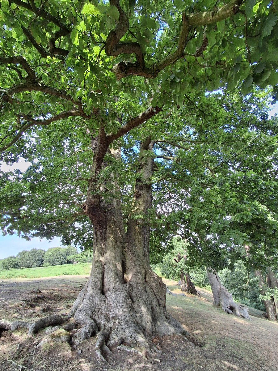 Bradgate Park, Leicestershire.
#ThickTrunkTuesday