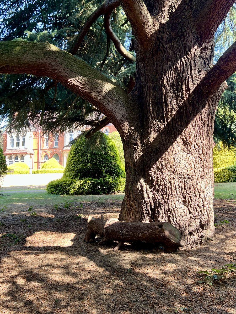 TiCLme's tweet image. It’s a #GreatTree, indeed one of the Great Trees of Birmingham 🏆🌳

#GreatTreesof #Birmingham

See our map of them here:

ticl.me/great-trees-of…