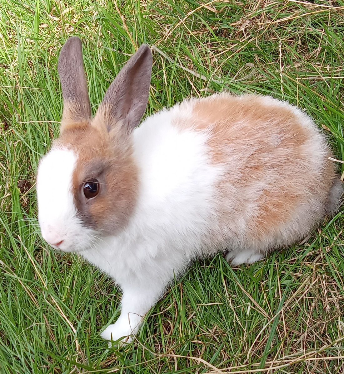 lapin - Search / X
