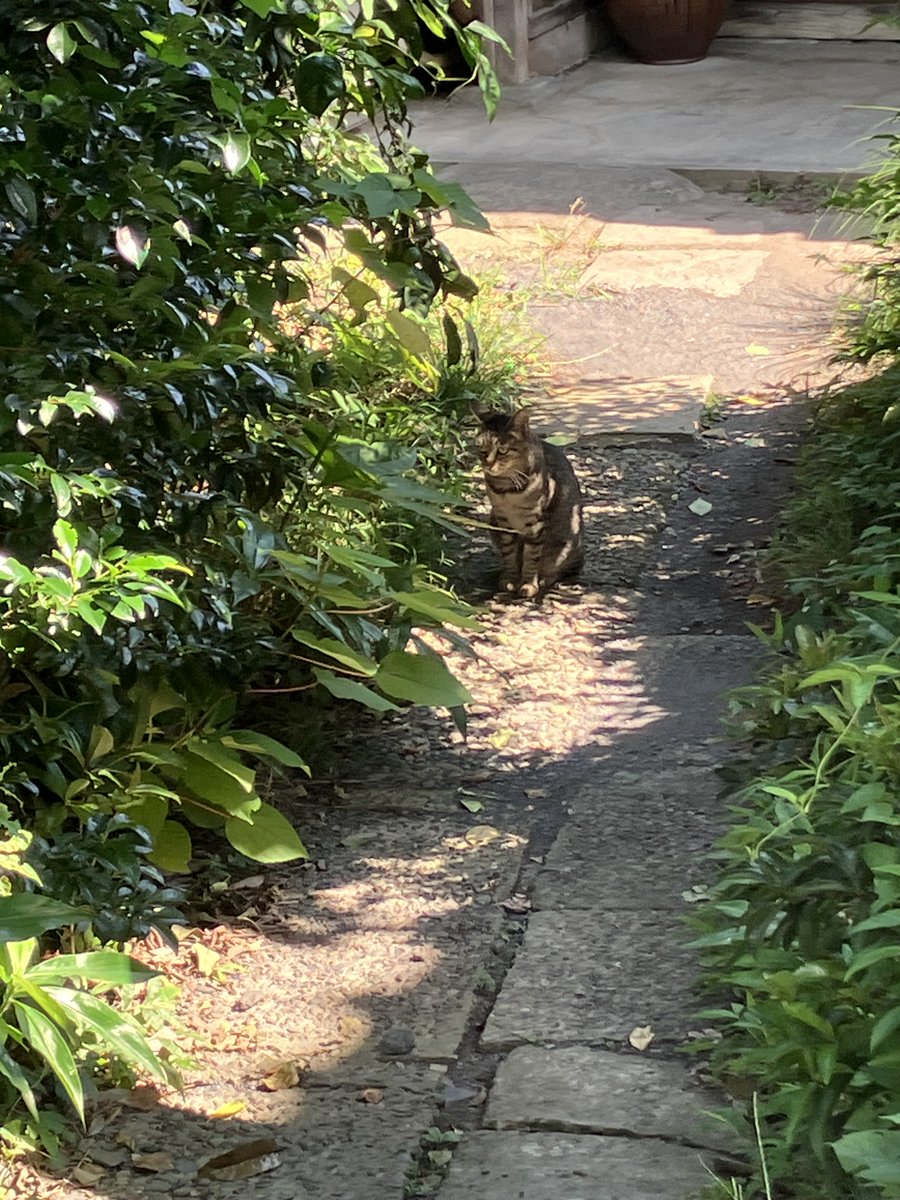 猛暑がピークを迎え、弊社オフィス(古民家)も蝉時雨の真っただ中です💦皆様ご体調にはくれぐれもお気を付けください🙇
