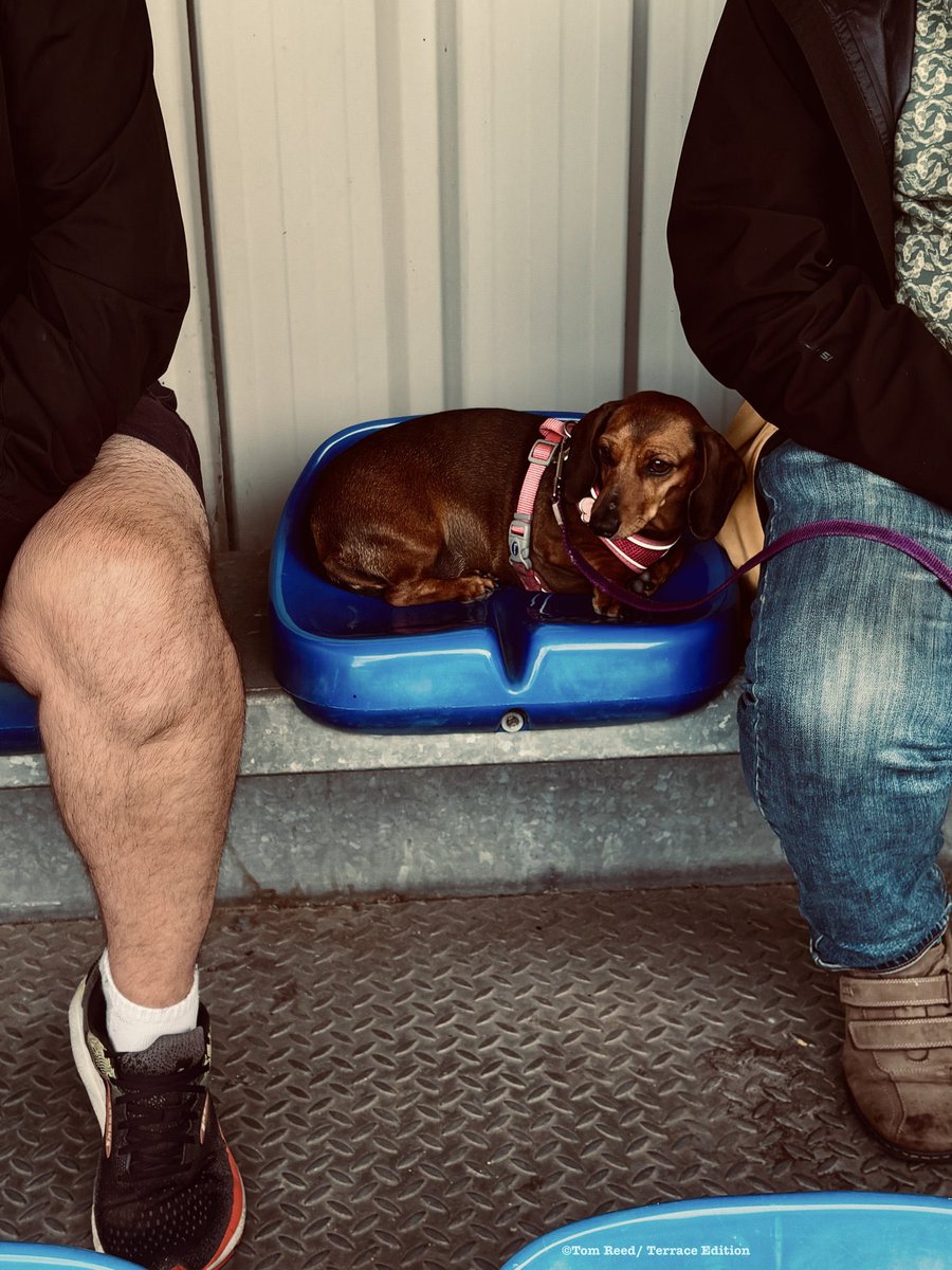 How’s this for a non-league Dachshund fitting perfectly into a seat at Biggleswade United. 🐶

📸 <a href="/tomreedwriting/">Tom Reed</a> for Terrace Edition.