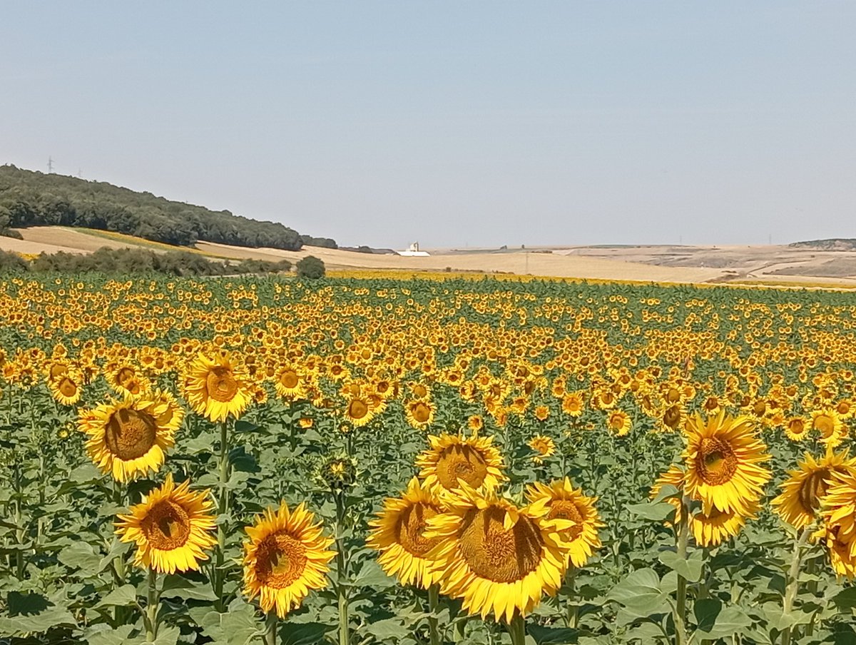 En el entorno de la #SierraDeAtapuerca el paisaje con miles de #girasoles🌻siguen al sol, pasear🚶‍♂️por los #senderos y #rutas ofrece vistas inigualables en lugares únicos 😉.

#CITAtapuerca #YacimientosDeAtapuerca #CaminoDeSantiago #Patrimonio #Patrimonio #TurismoRural #Cultura