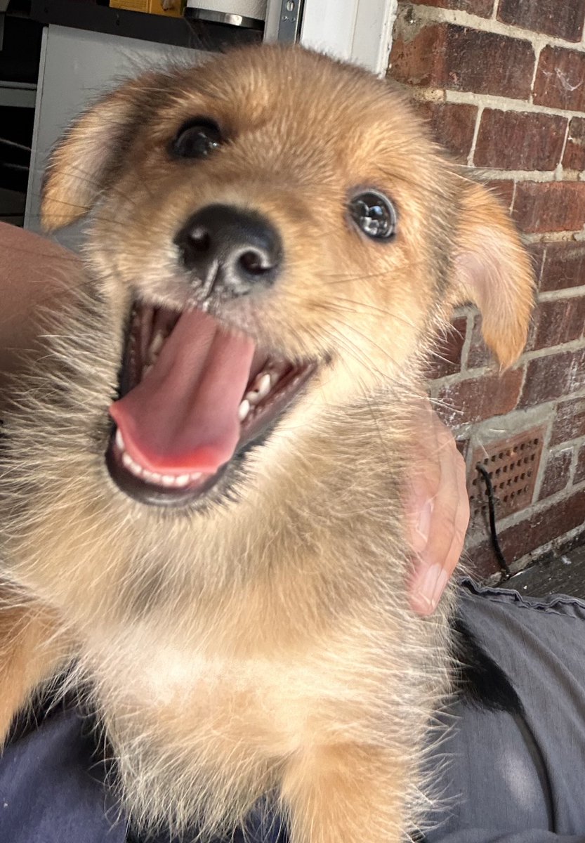Good morning everyone, Tetley has told me all about #TongueOutTuesday - I’m still practicing so he’s helping me to do it still!! Have a lovely day, love you all my friends. Leo 😊😊🐶🐶